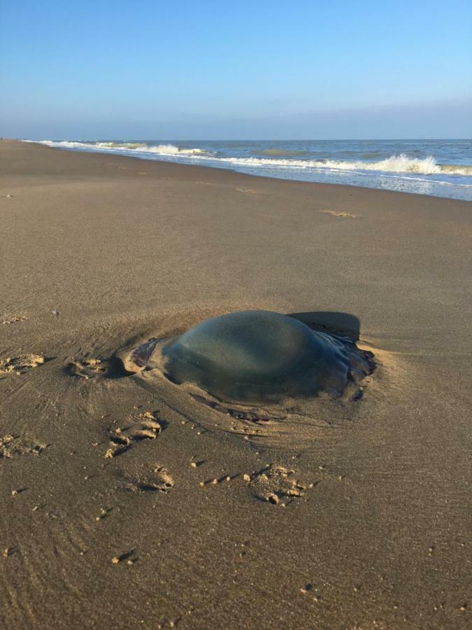 Mar Y Luz Villa Koksijde Eksteriør bilde